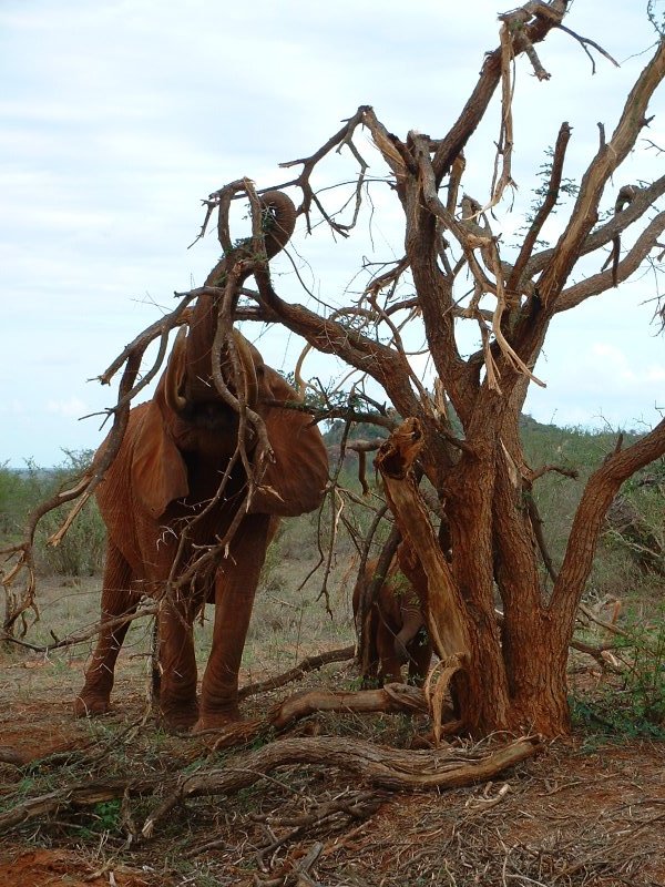 gal/Honeymoon/Tsavo East/DSCF0093.JPG